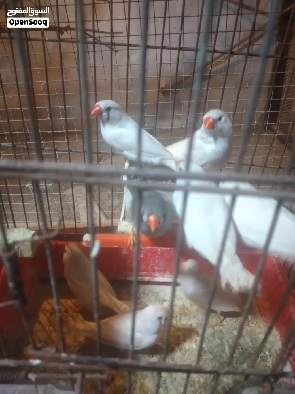 اناثى زيبرا