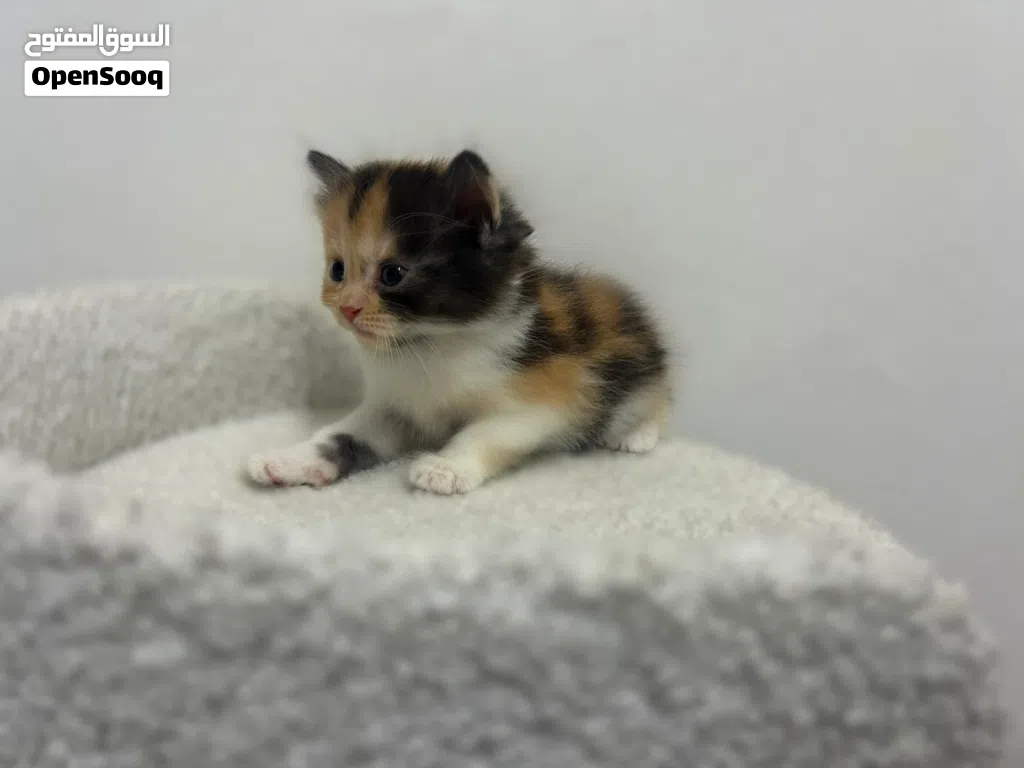 British Shorthair & Longhair Kittens