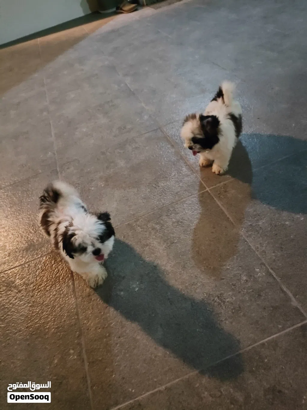 Pure Shih Tzu Puppies for Sale – Healthy & Playful
