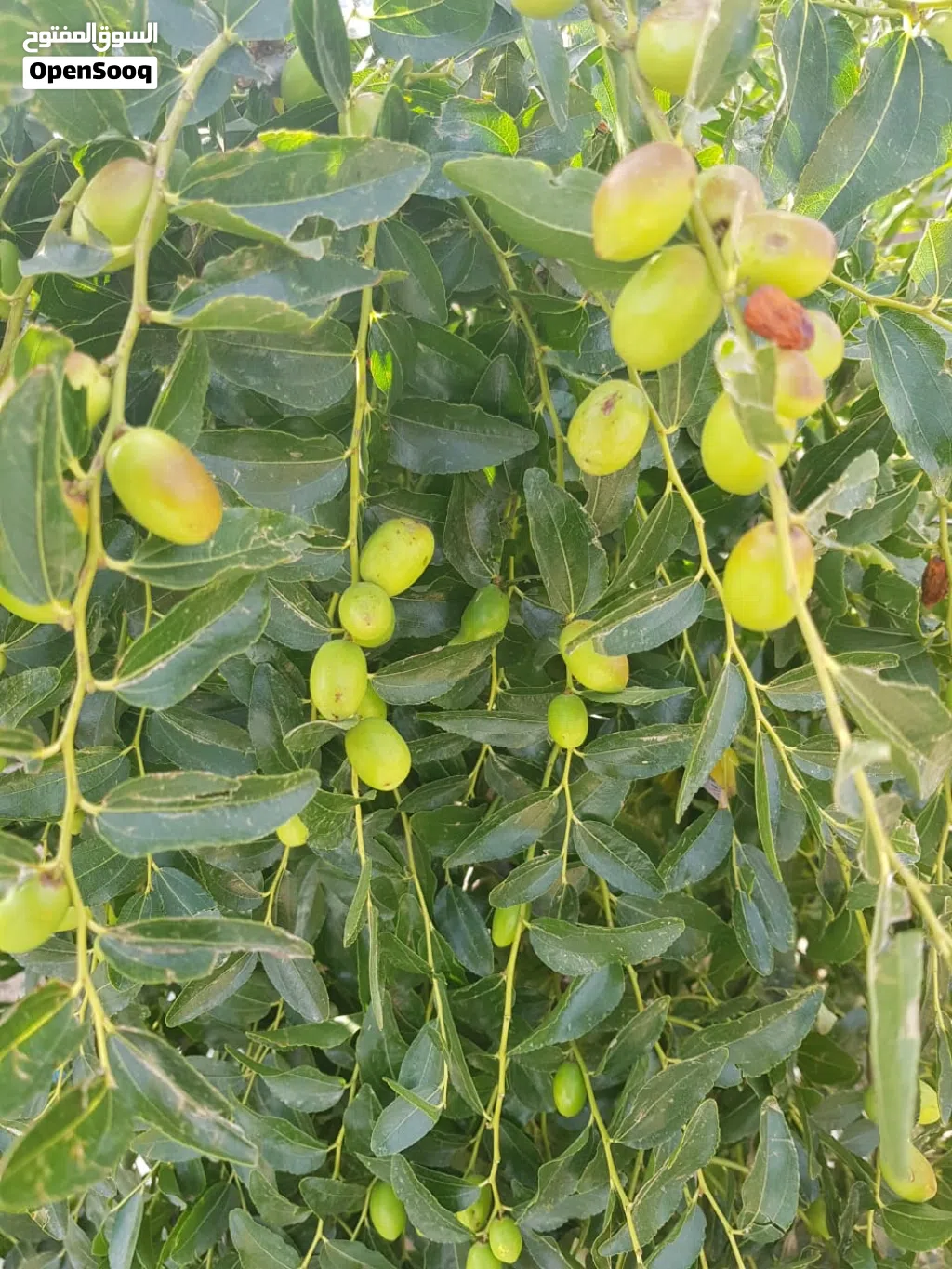 اشجار مثمره