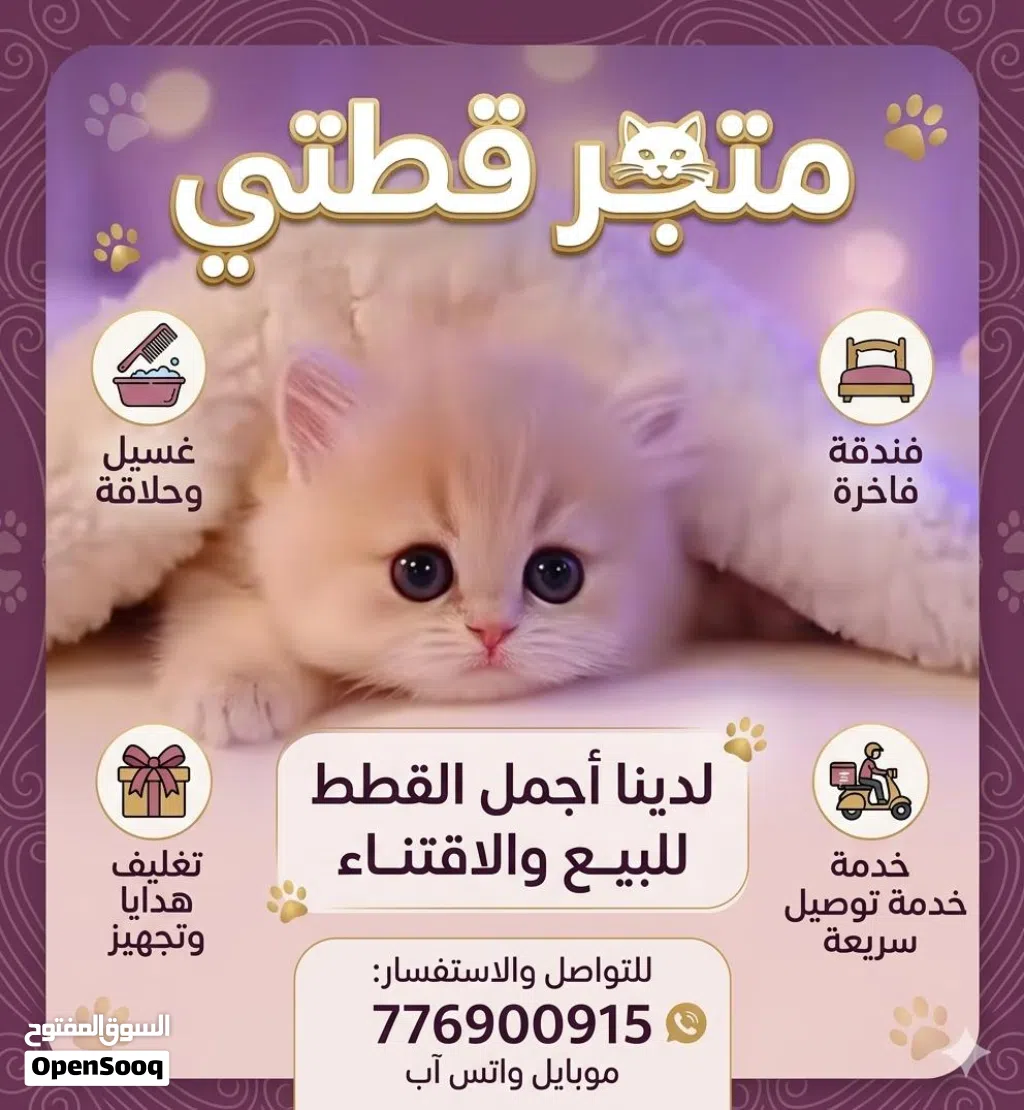متوفر قطط صغيره وكبيره مع كل مستلزماتهم