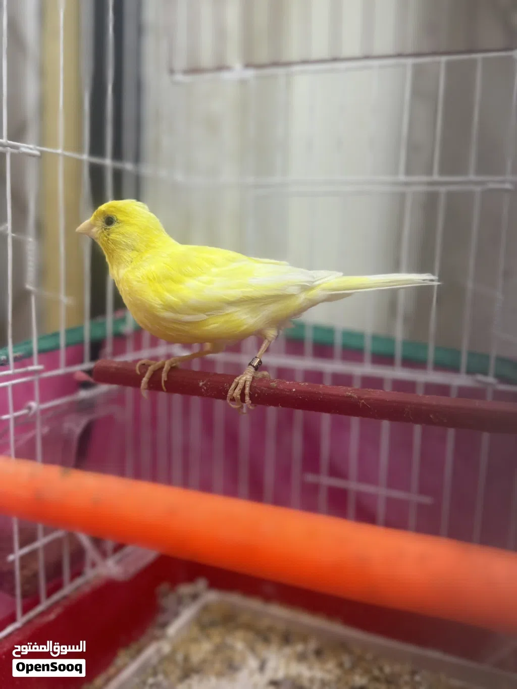 كناري وتر سلاجر