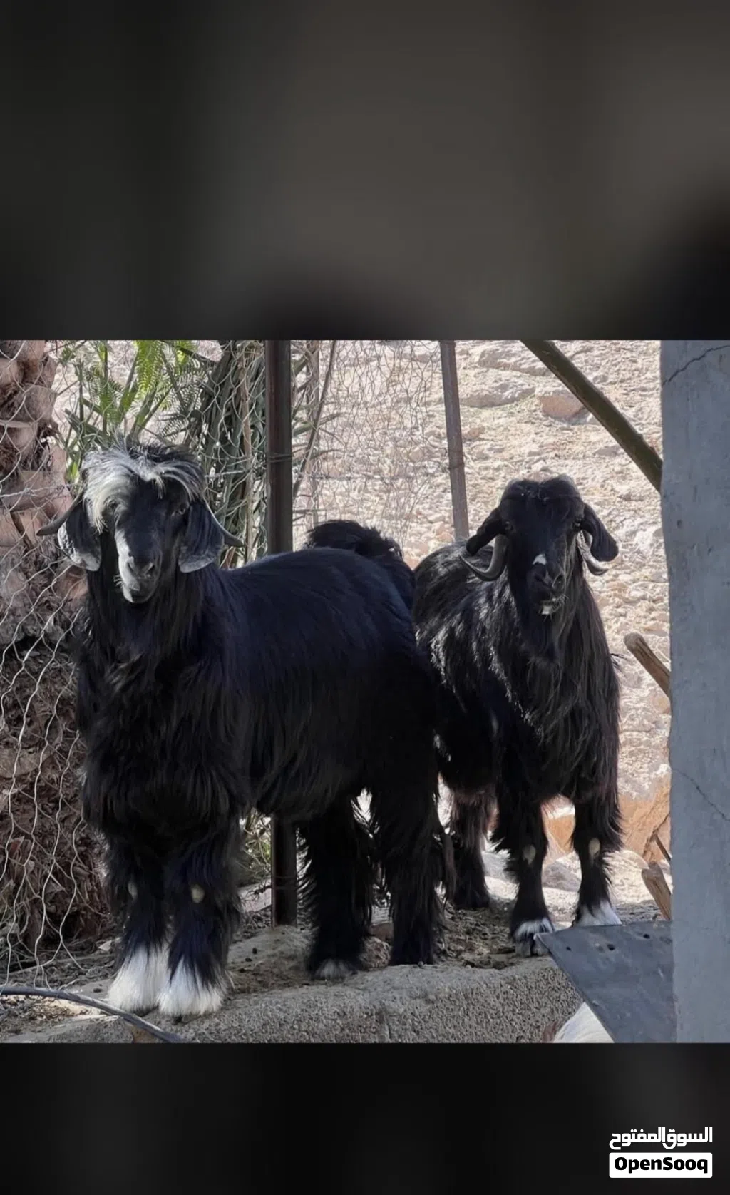 مطلوب نفس هذا الحلال