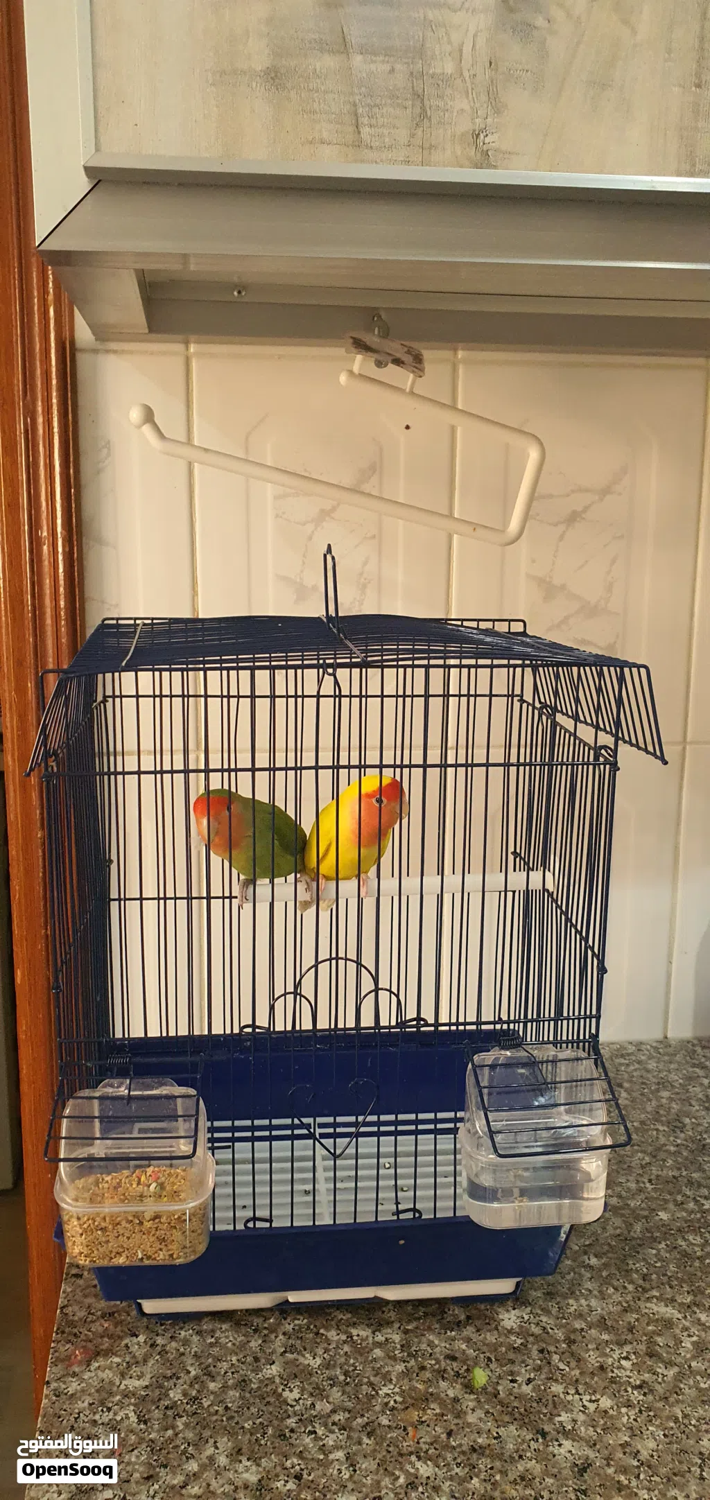 طيور حب فشر love birds...roze birds