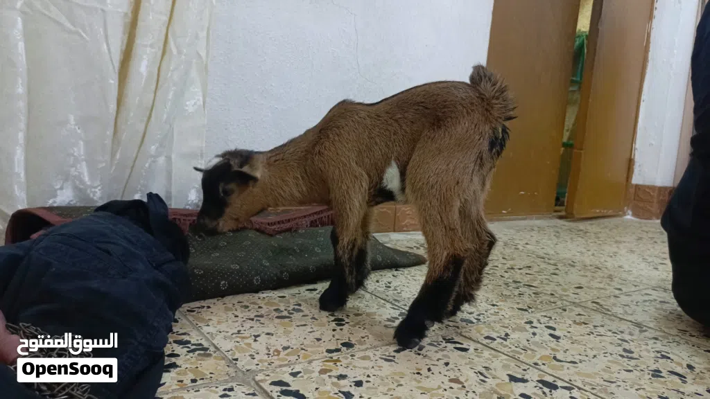 ماعز قزم درجه اولى