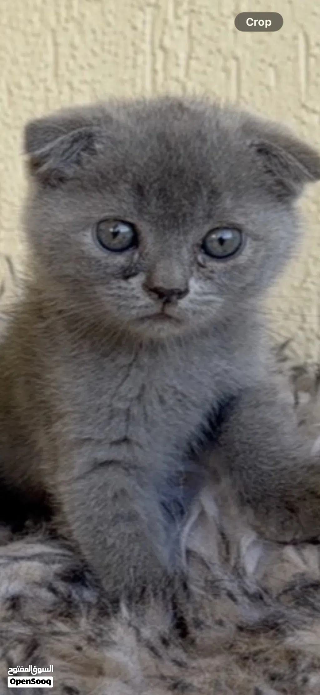 قطه صغيره سكوتش فولد kitten scotch fold