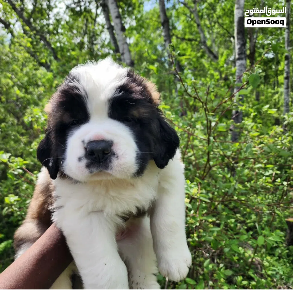Purebred Saint Bernard Puppy Healthy, Fluffy & Ready for a Loving Home.