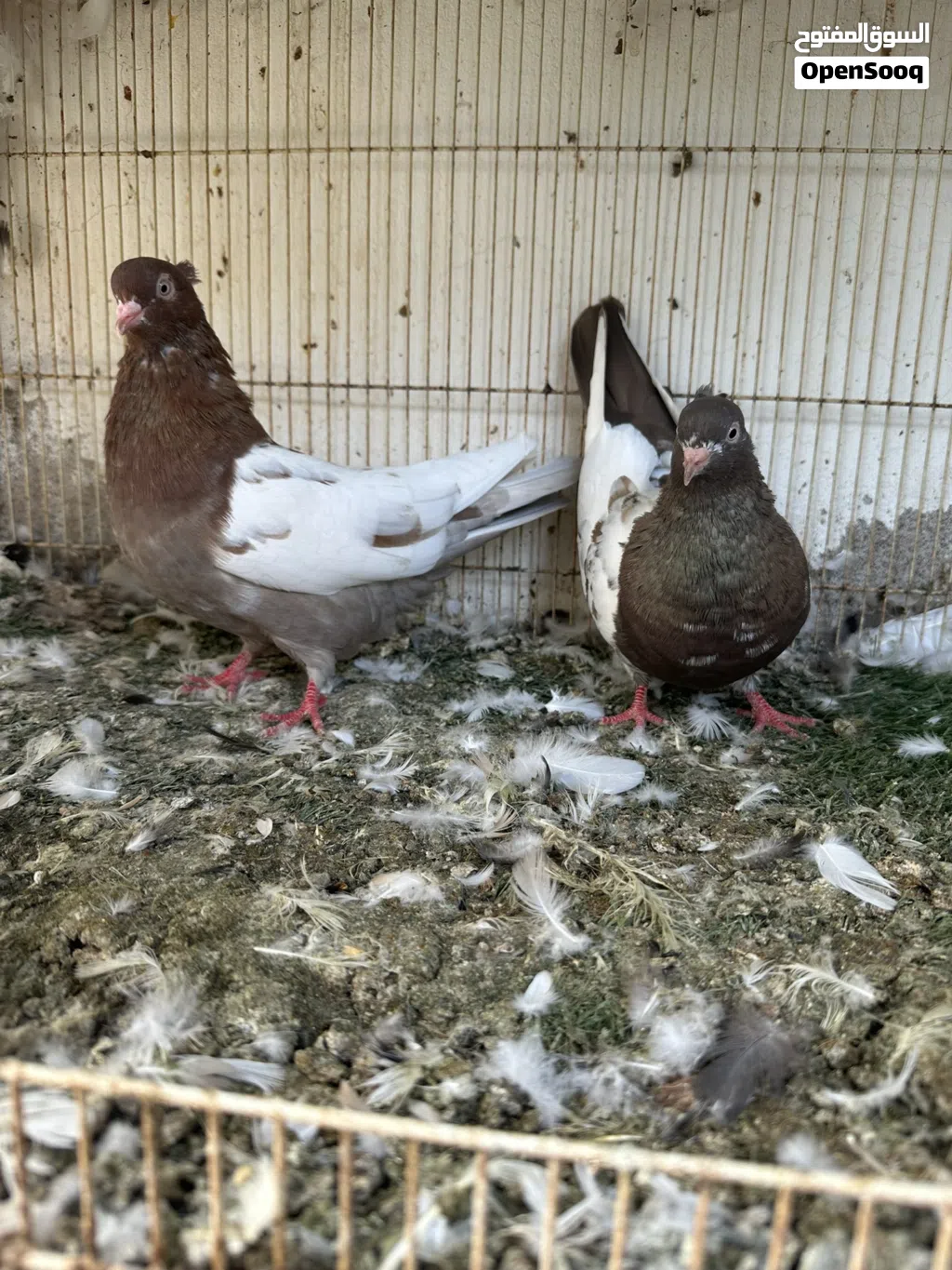إيراني سينا