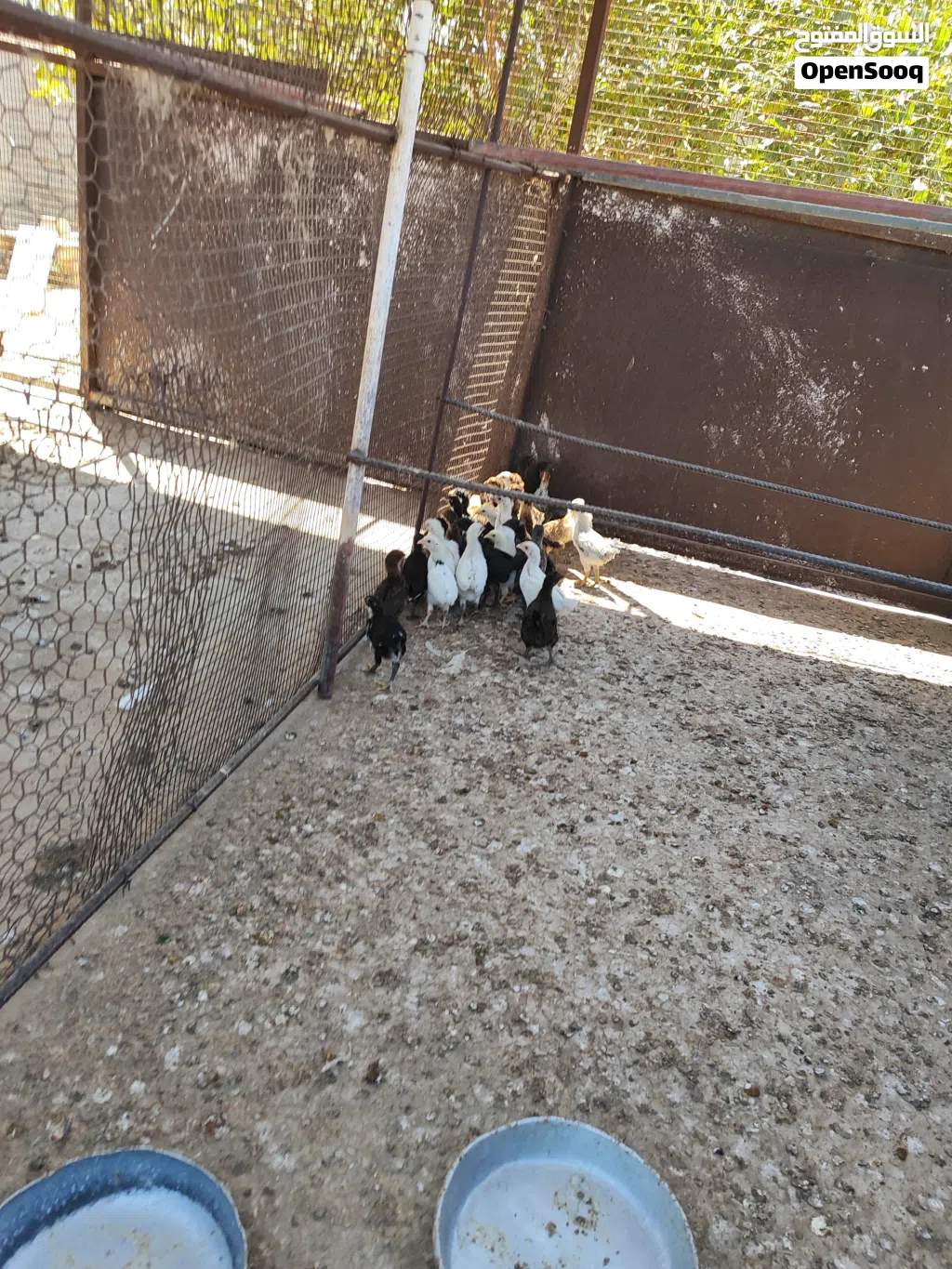 فلاليس عربيات