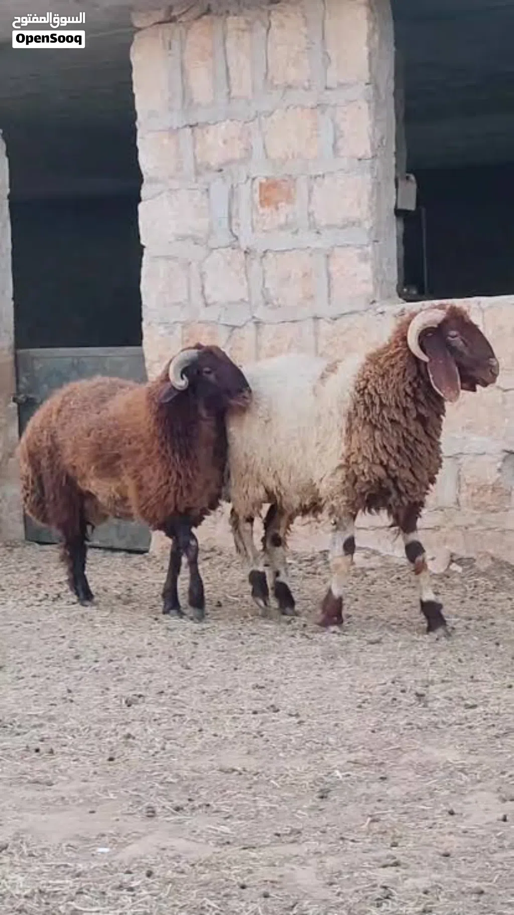 اضاحي العيد لحم. تسمين واصل لباب بيتك