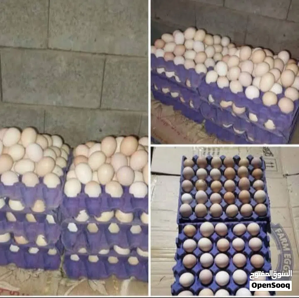 متوفر طبقة بيض دجاج عرب وابو ركيبة