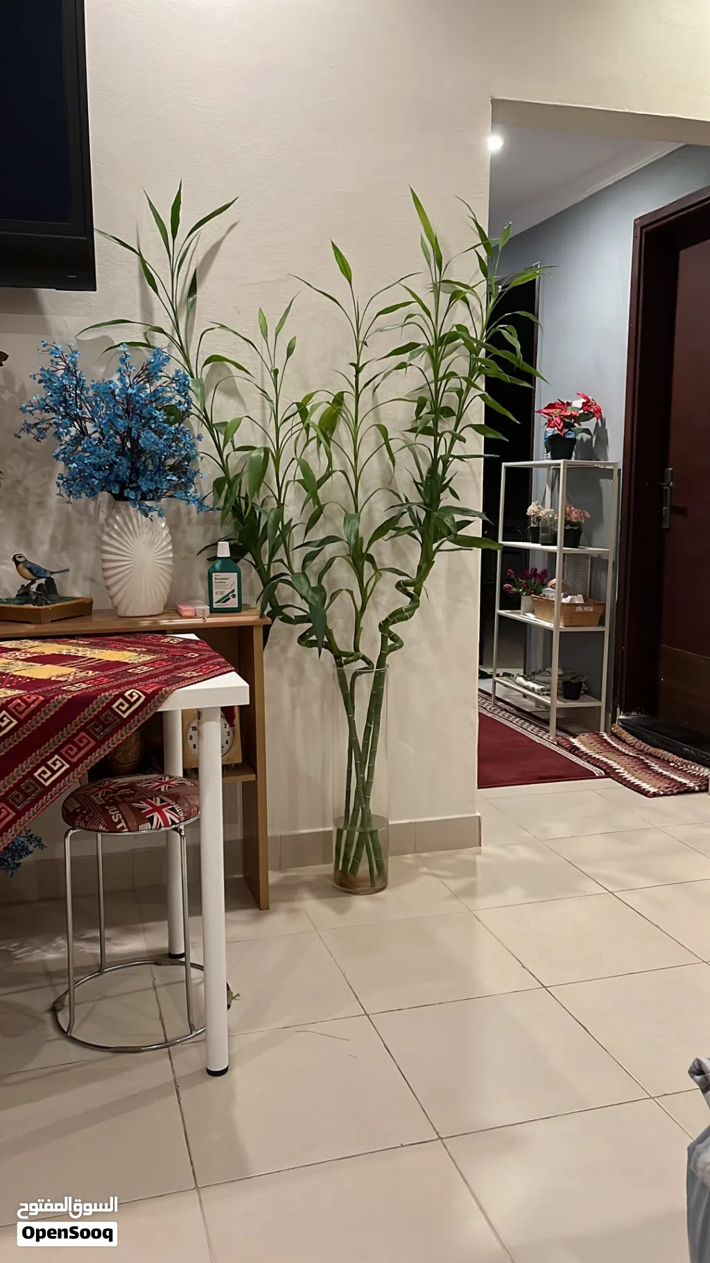 بامبو طولهم اكثر من متر ونص