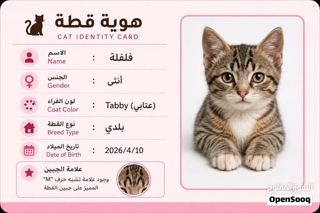 قطة للتبني مجاني