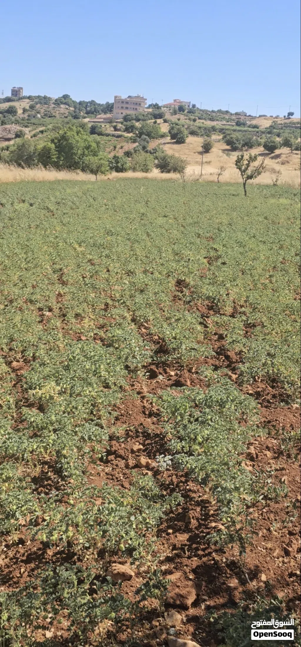 حمص اخضر قطعه تقريبن 4 دلمات من جبال عجلون الموقع راس منيف