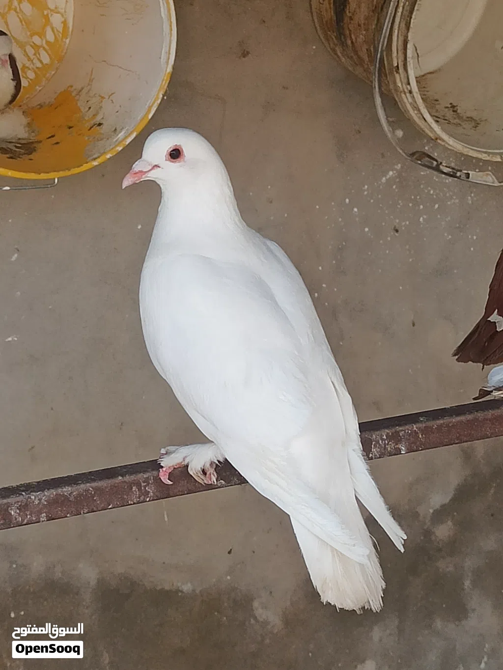 زوز كوبيات عربي للبيع