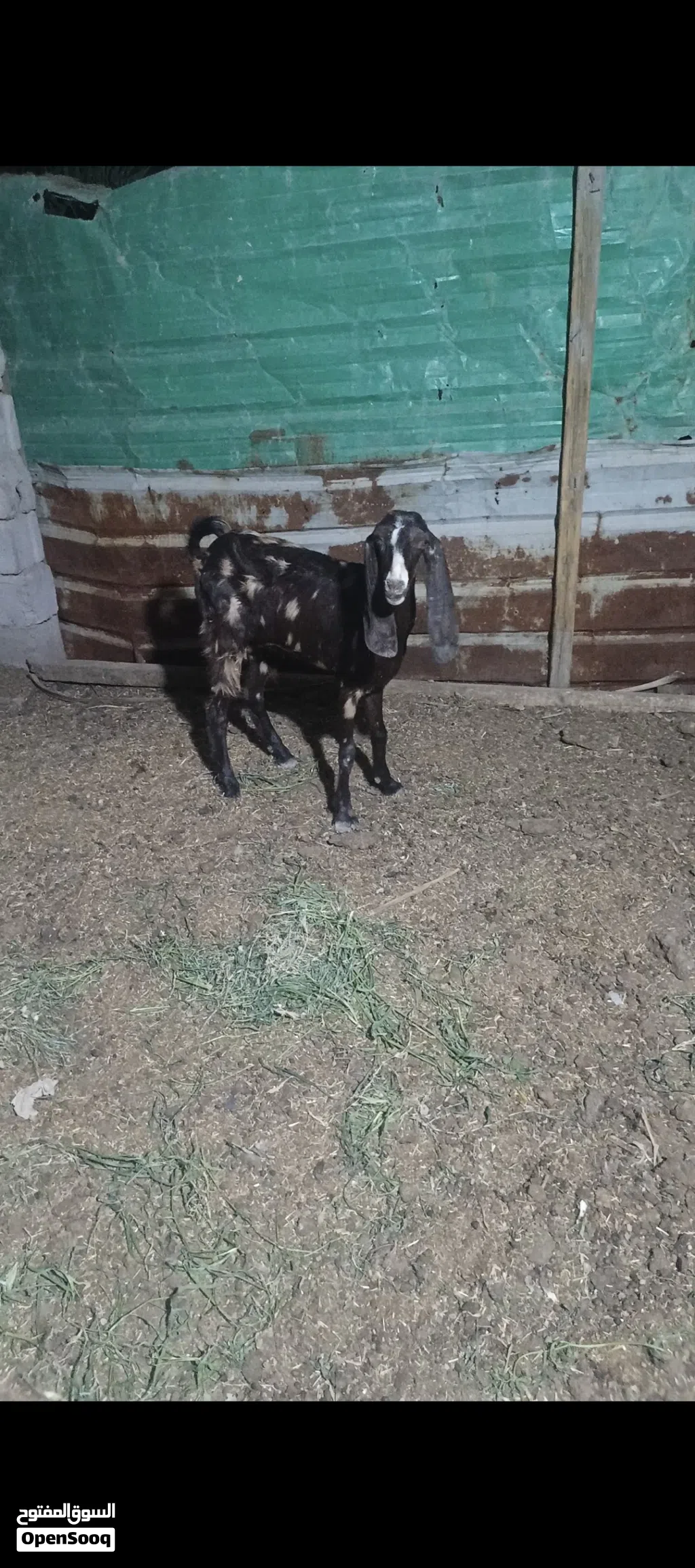 صخول مال جني مضاريع مناسبات وحلوات