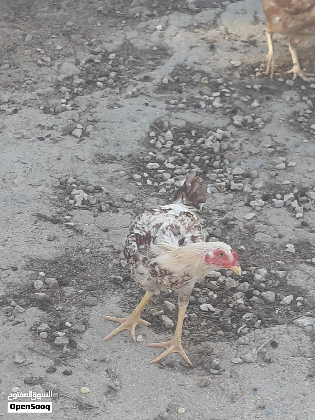 دجاج باكستاني سندي