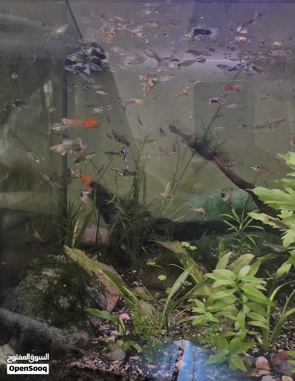 guppy 3pc 1 rial assassin snail 2pc 1 rial plants stumb 0.200 bz colour shrimps 3pc 1 rial