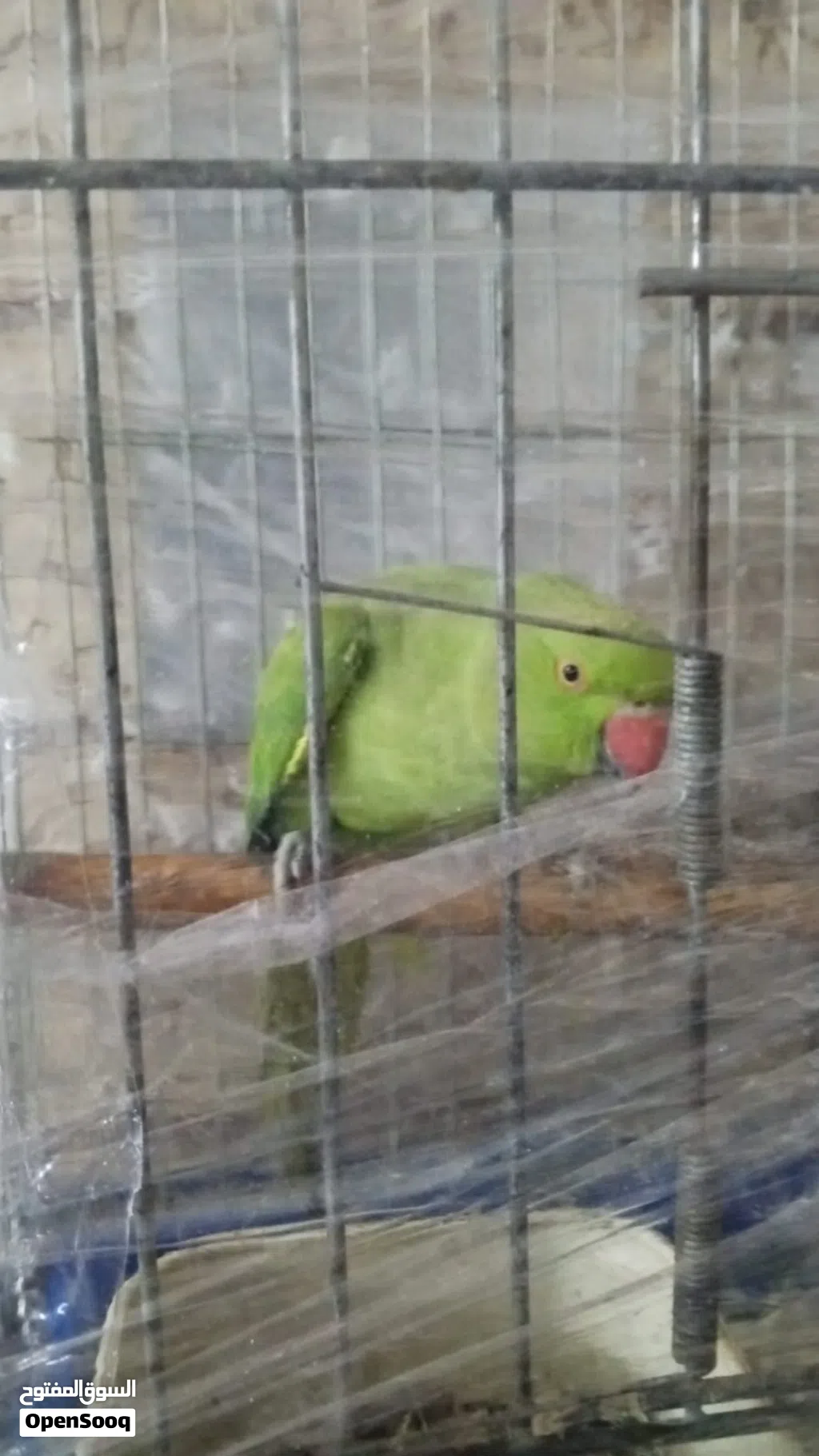 مطلوب ذكر دره جاهز عمر 3 سنوات