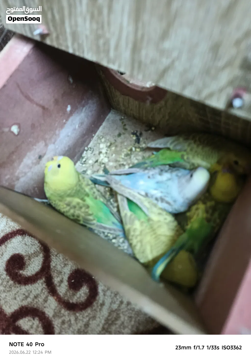 جوز حب معو خمس فراخ على وجه فطم