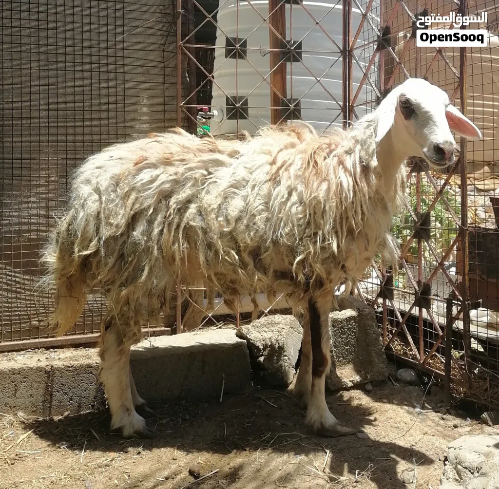 مجموعة أغنام حملة عمانية وحملة نجدية وكبش