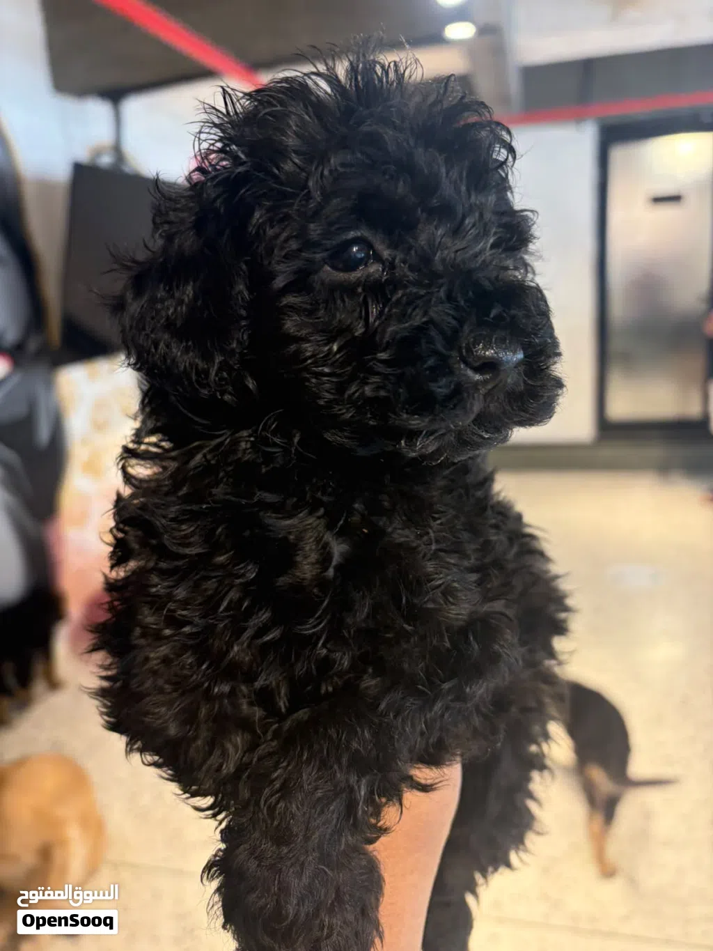 Poodle puppy available vaccinated