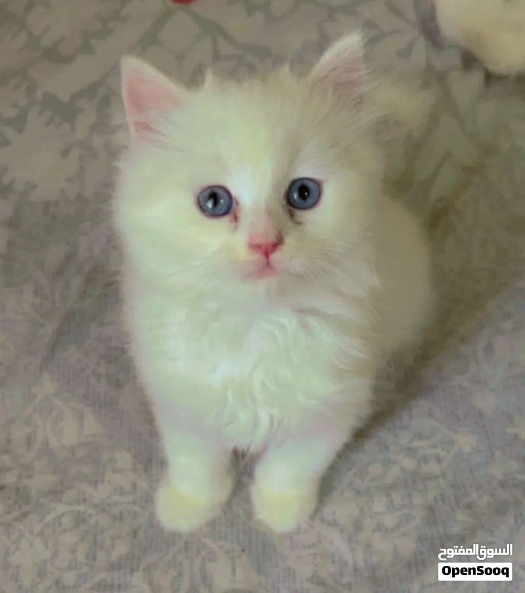kitten for sell