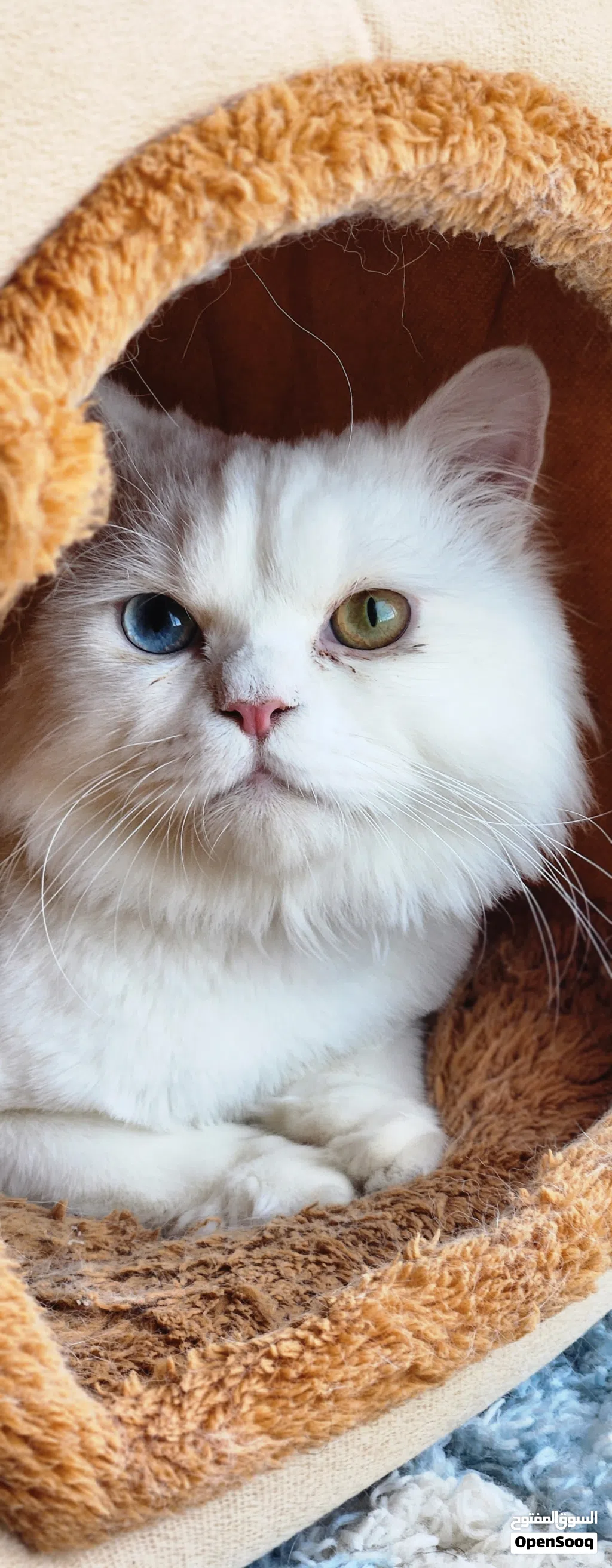 Cat Looking for a Loving Home