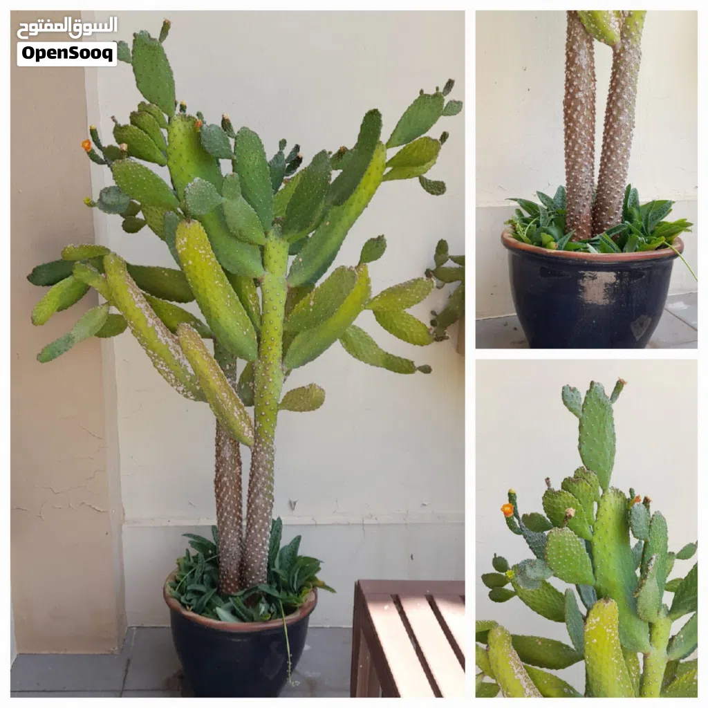 Stunning sculptural cactus in a beautiful ceramic pot