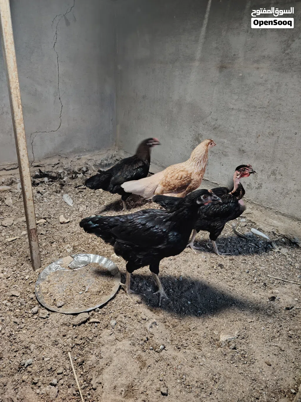 دجاج عرب للبيع