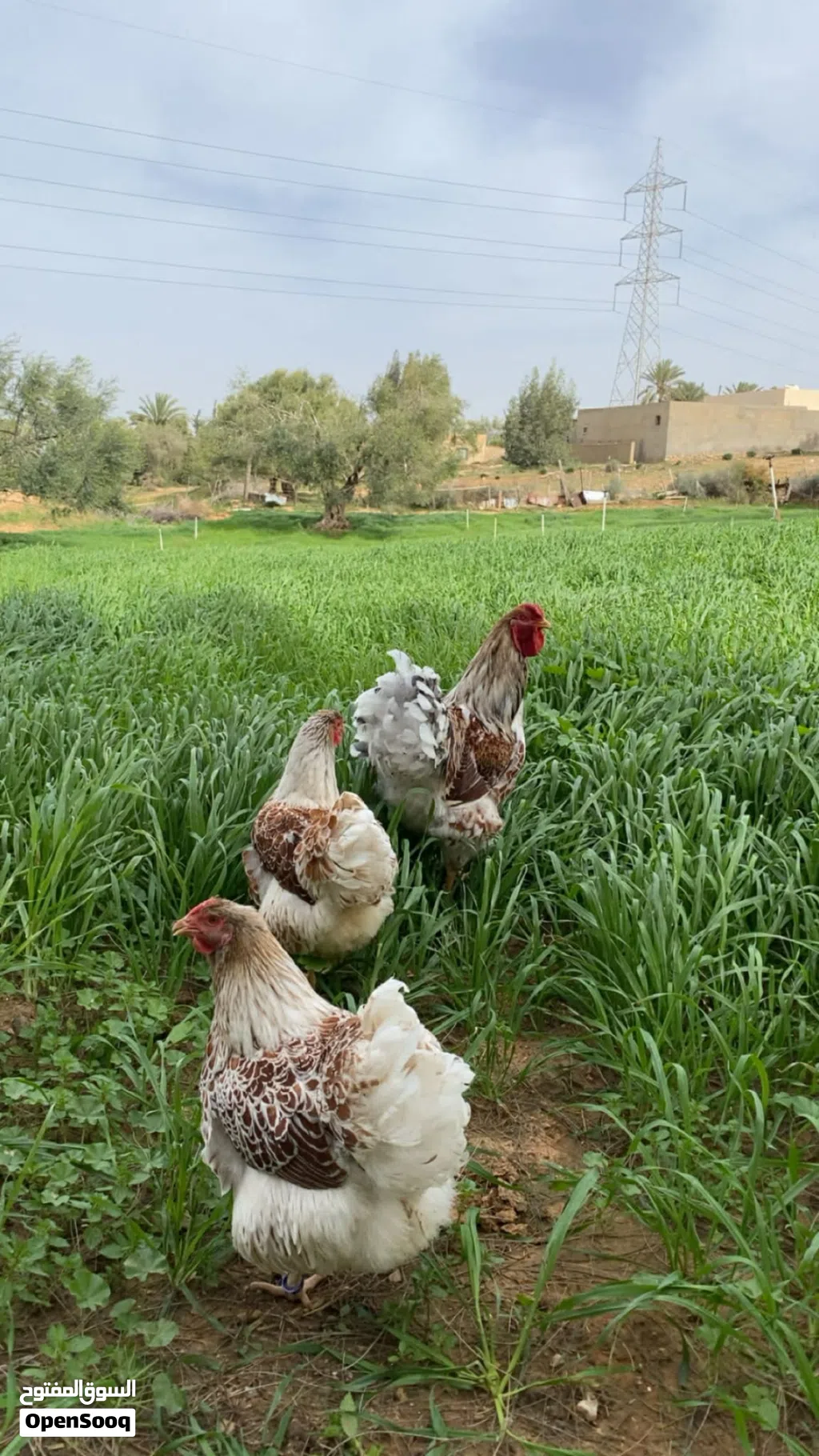 متوفر كوبيا وان دوت بركاني +انتاج كتكوت ...اقرا وصف