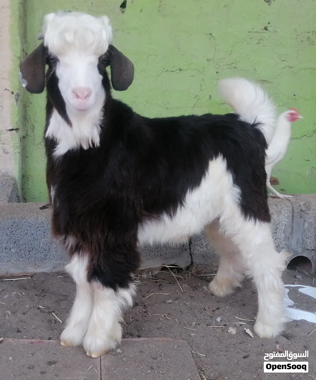 جدي للبيع عمره 6 أشهر