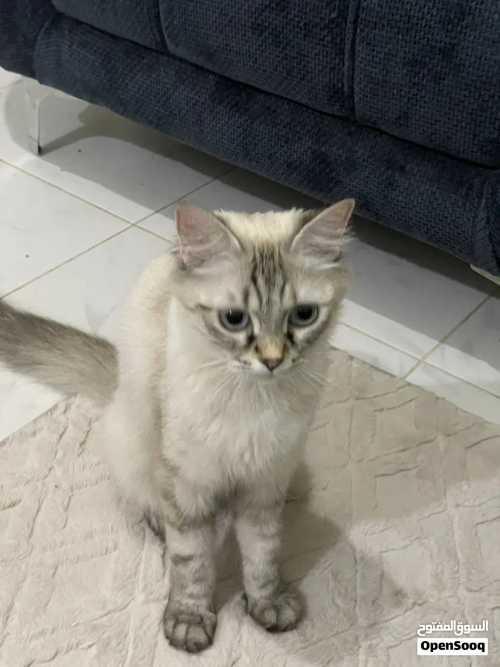 قطة للتبني