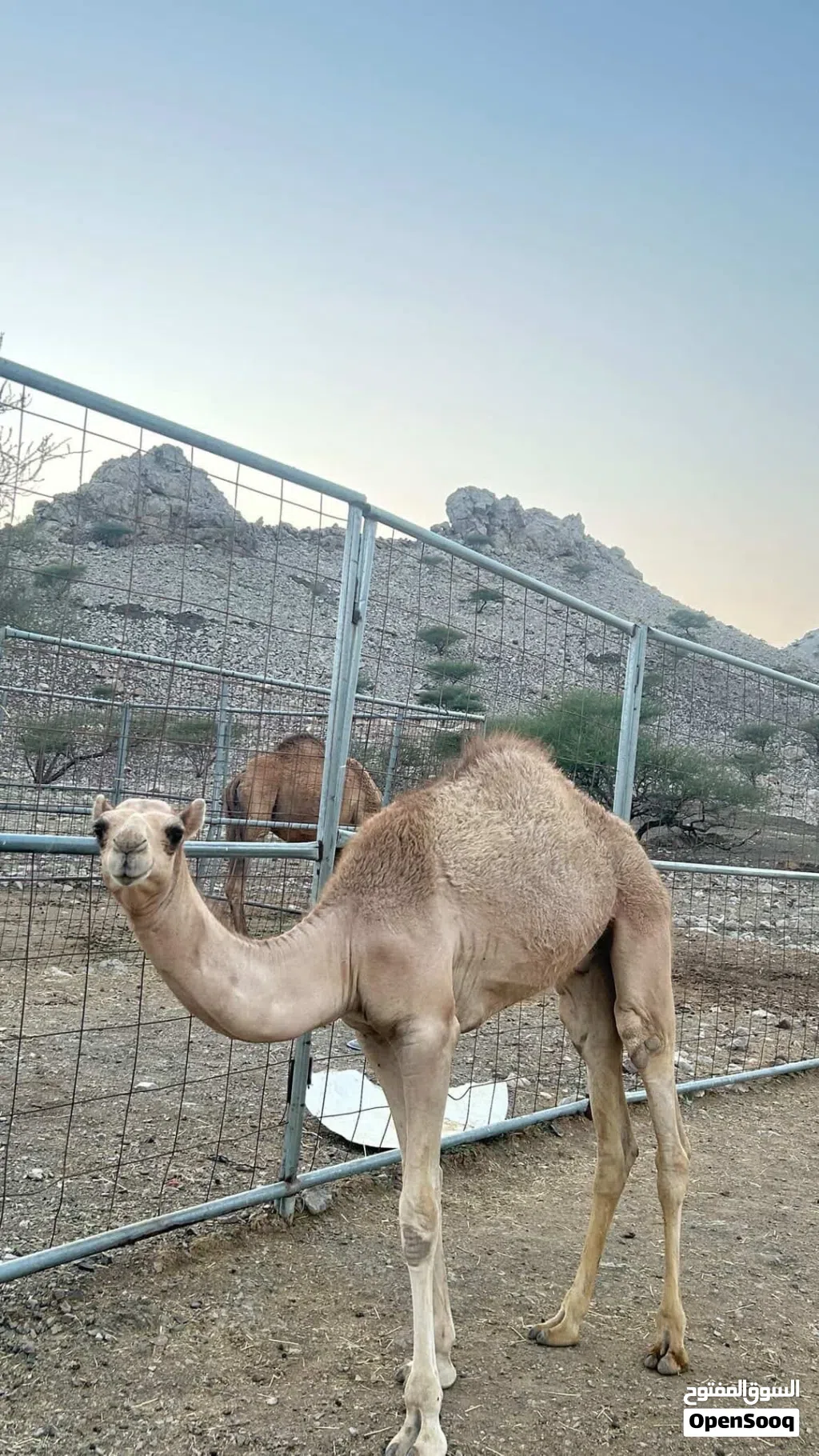 للبيع قعود عمره 6 شهور