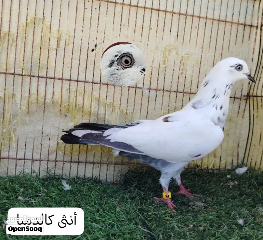 للبيع حمام باكستاني