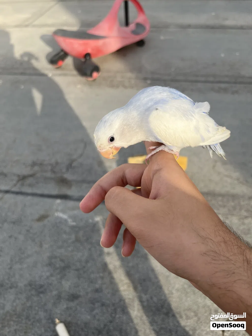 للبيع طير لافبيرد