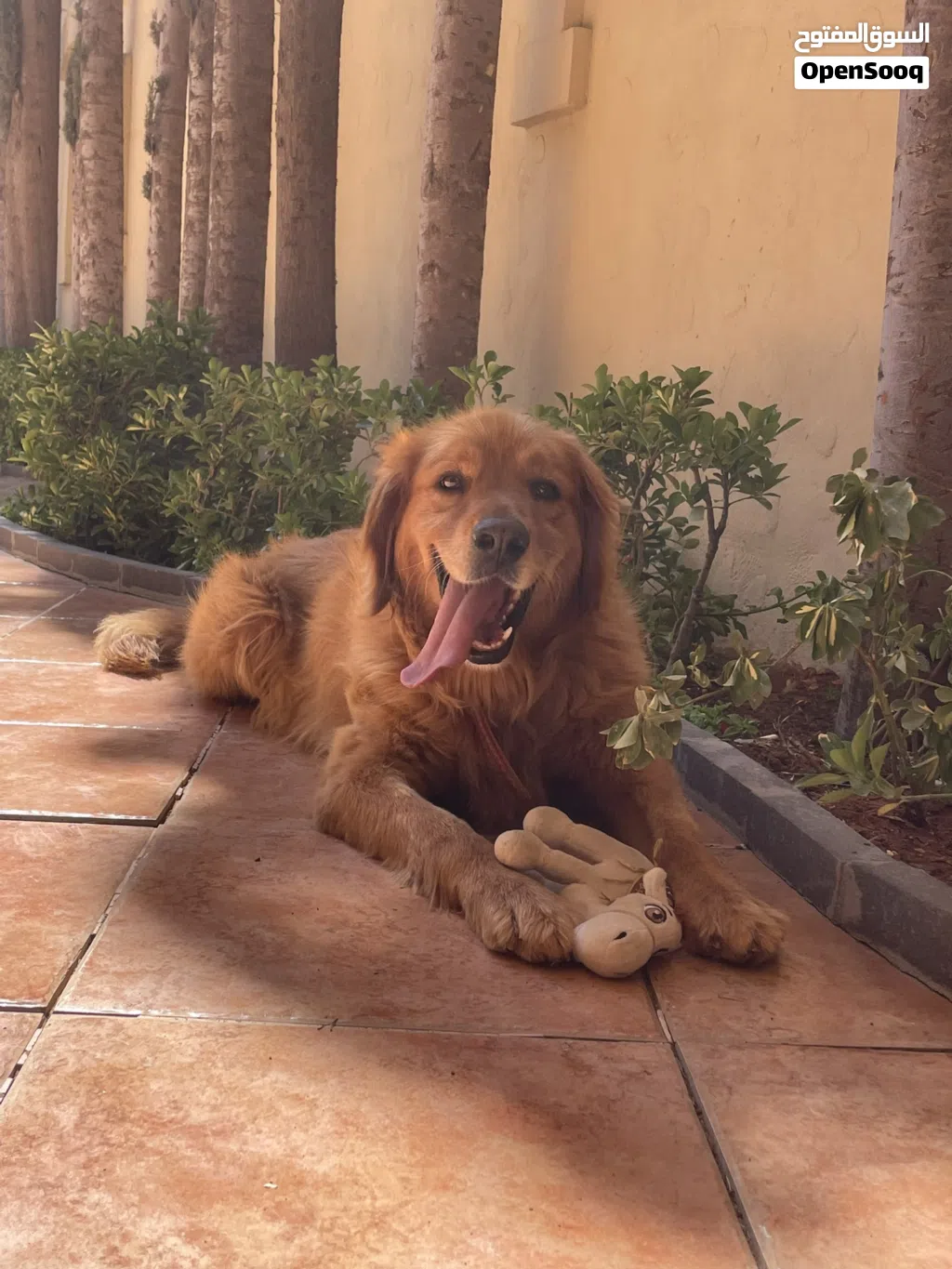 GOLDEN RETRIEVER FOR SALE