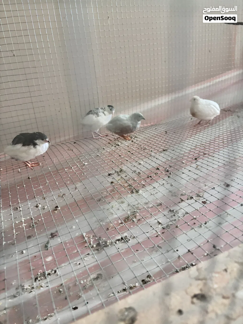 Button Quail