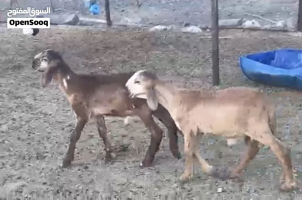 كبشان سودانيات اصل