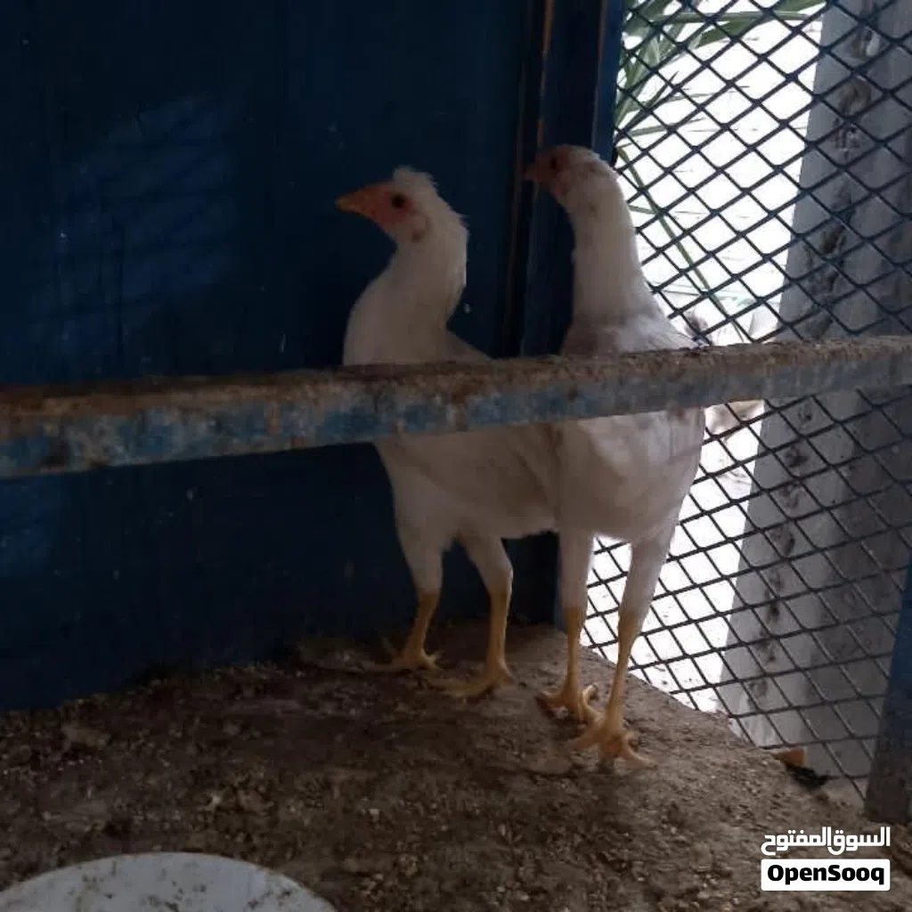 دجاج عرب للبيع