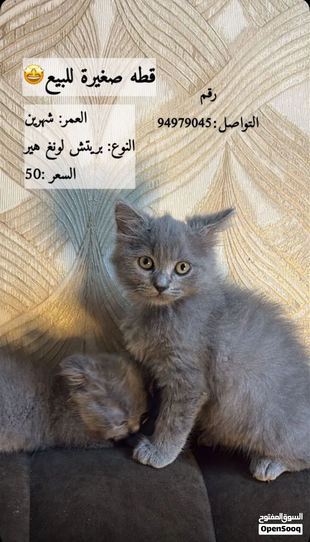 بس الجاد يتواصل