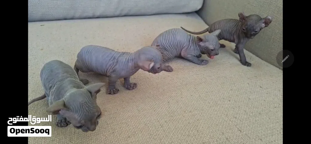 Blue High Quality Sphynx