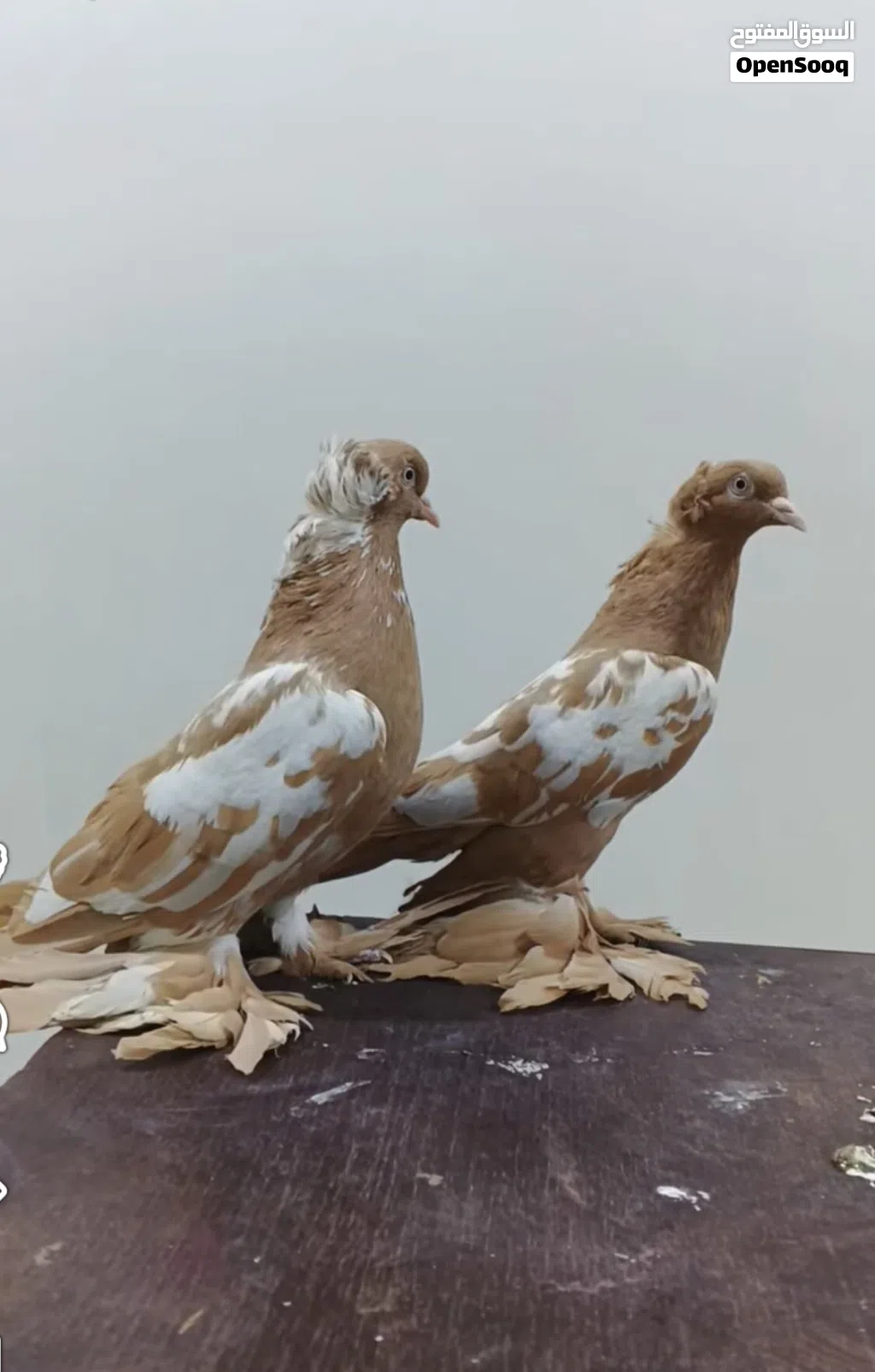 مطلوب حمام زينه مثل الي بالصورة