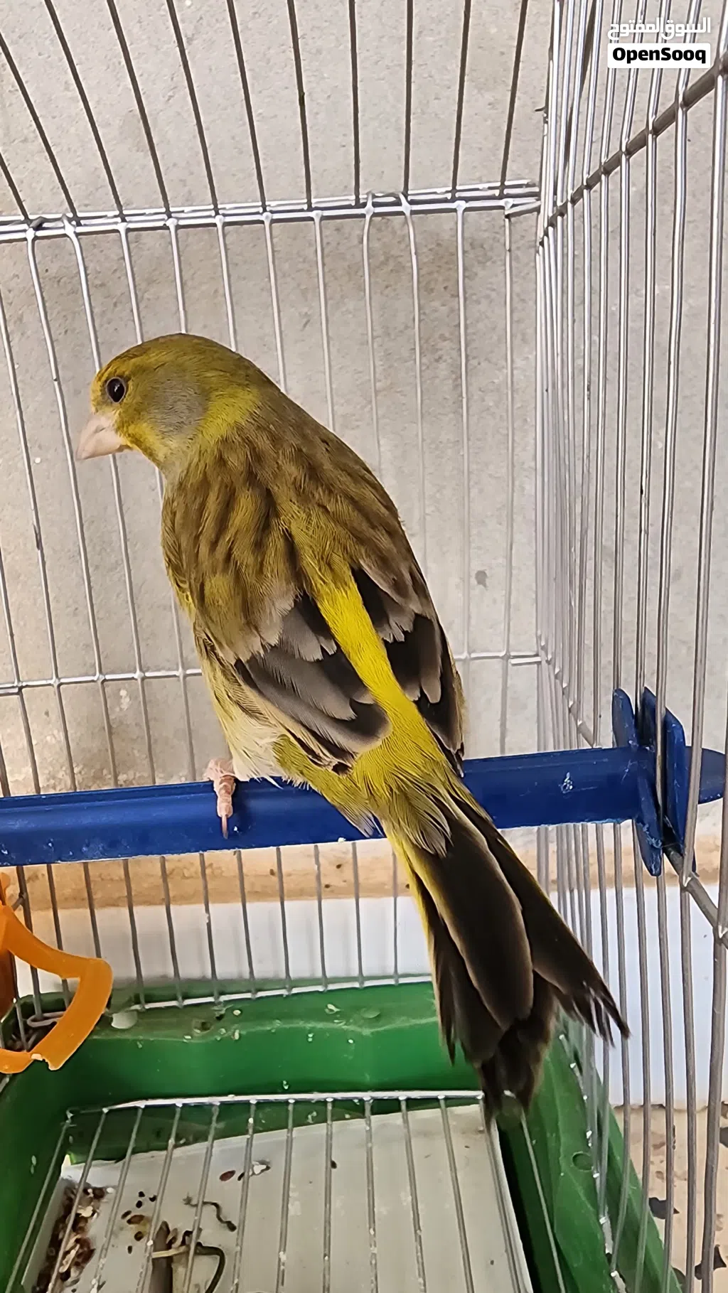 جغل (هجين) الفردون صوت الله يبارك