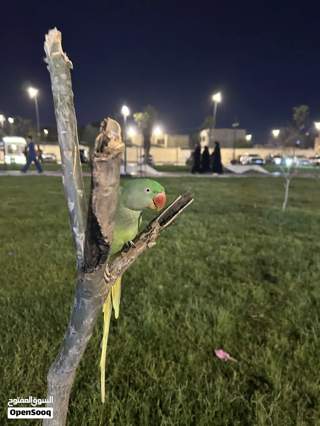 ببغاء نيبالي