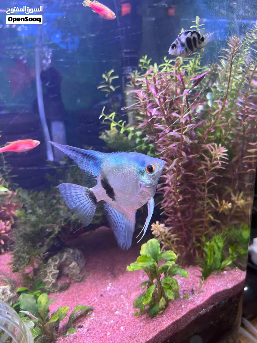 Smoky blue Angel fish for sale