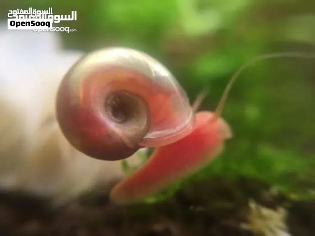 : حلزونات رامشورن الوردية