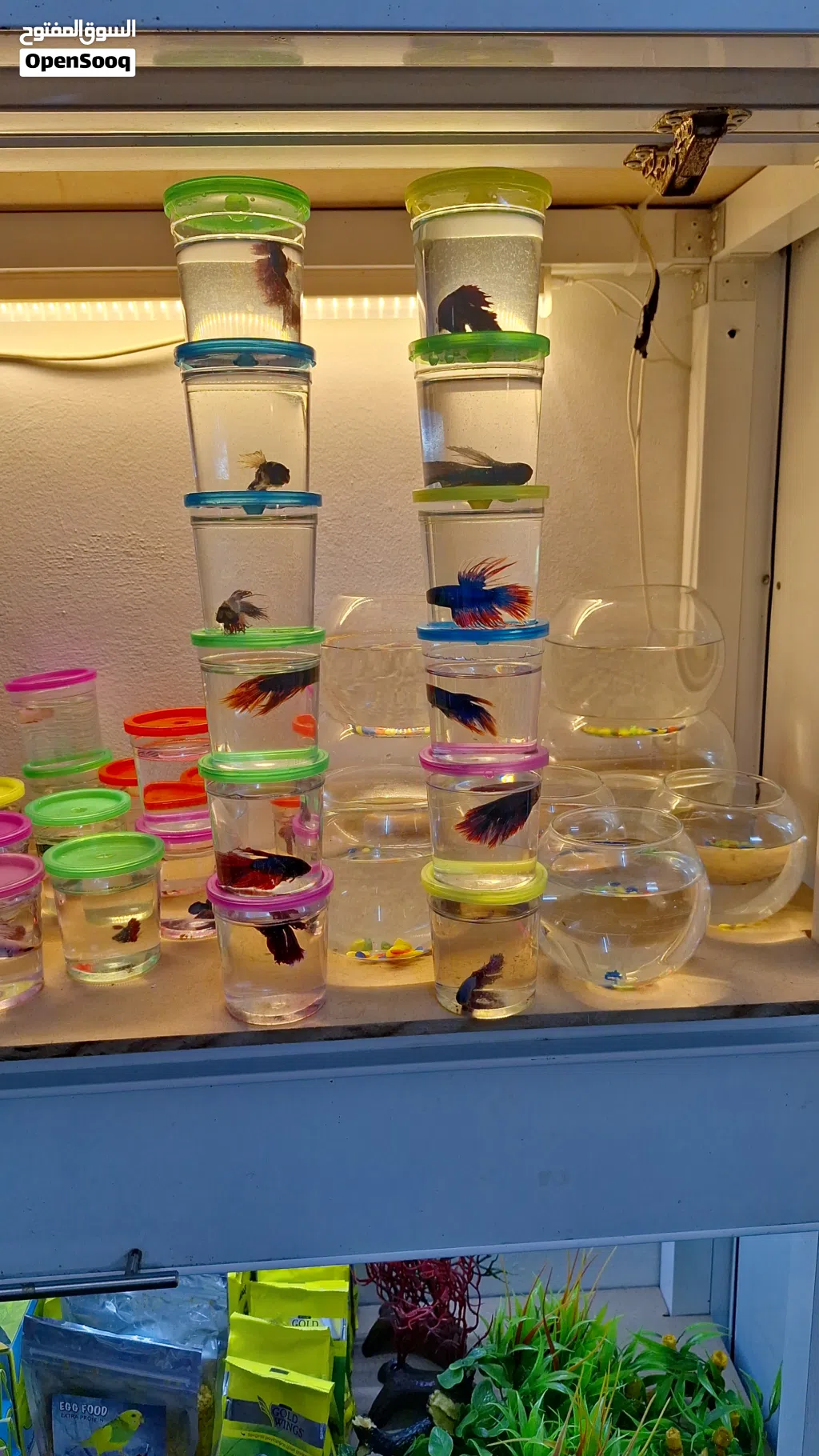 FISH for sale