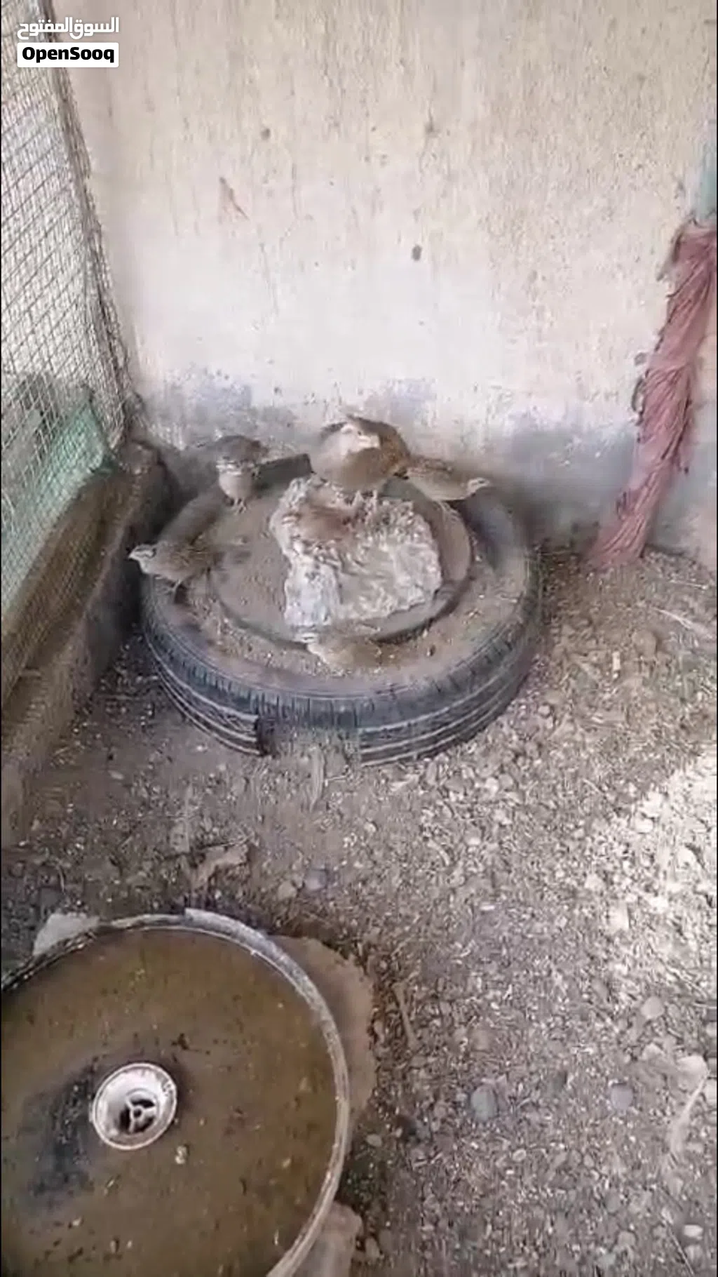 صفارده باكستاني للبيع زوج و فروخه
