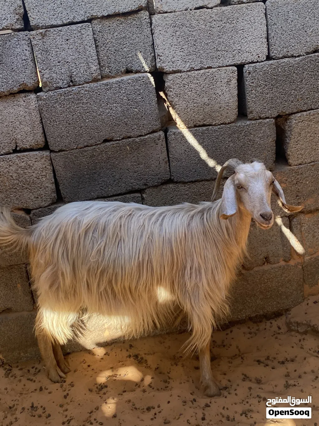 عنز ربي يبارك